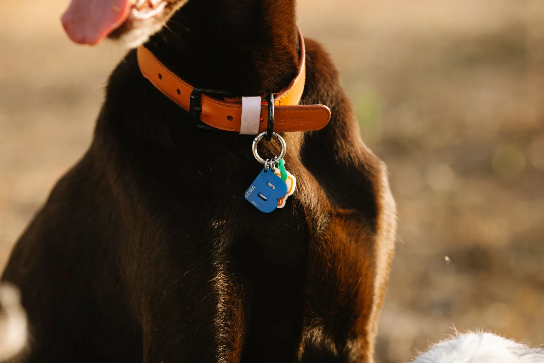 Microchips, Tags, and Keeping Pets Found