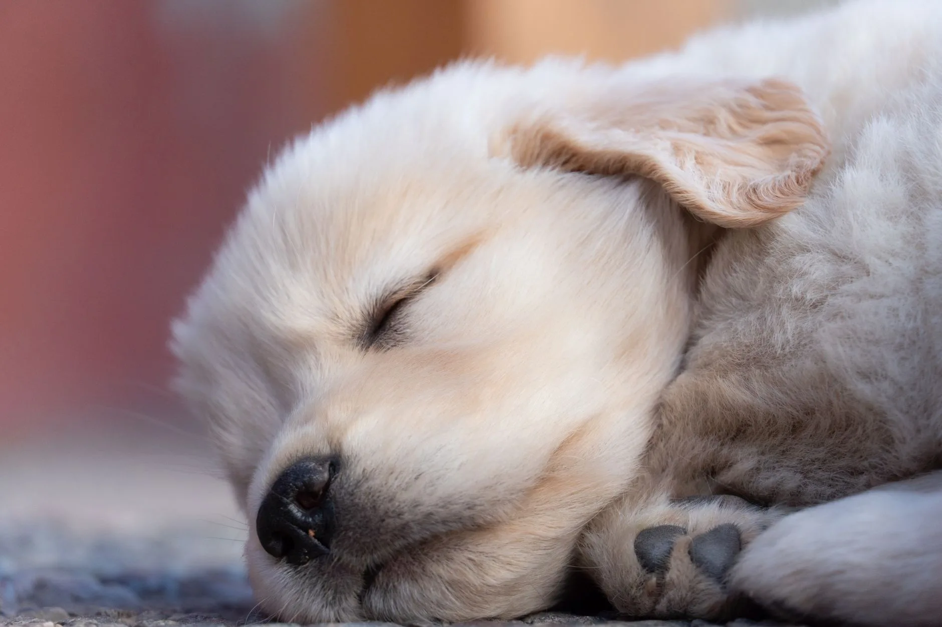 The First Night Home With a New Puppy