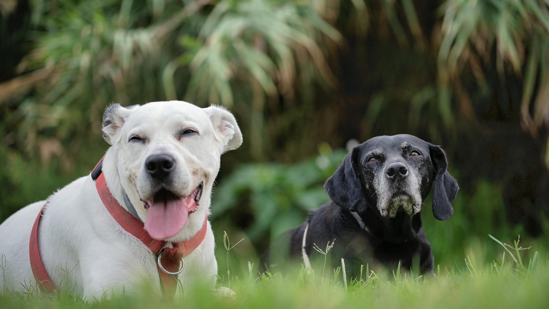 How to Confidently Pick the Perfect Name for Your Dog
