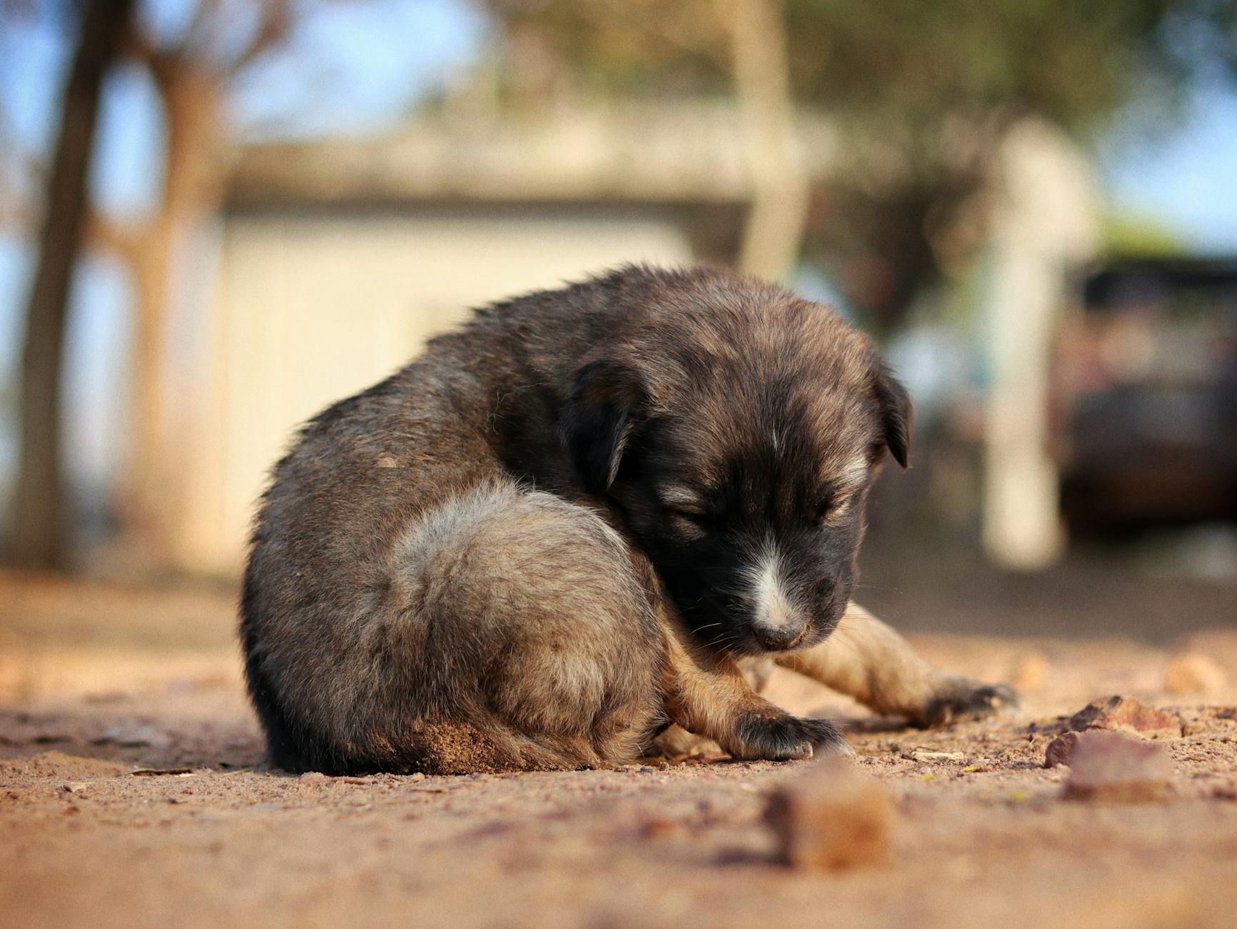The Honest First 30 Days With a New Puppy