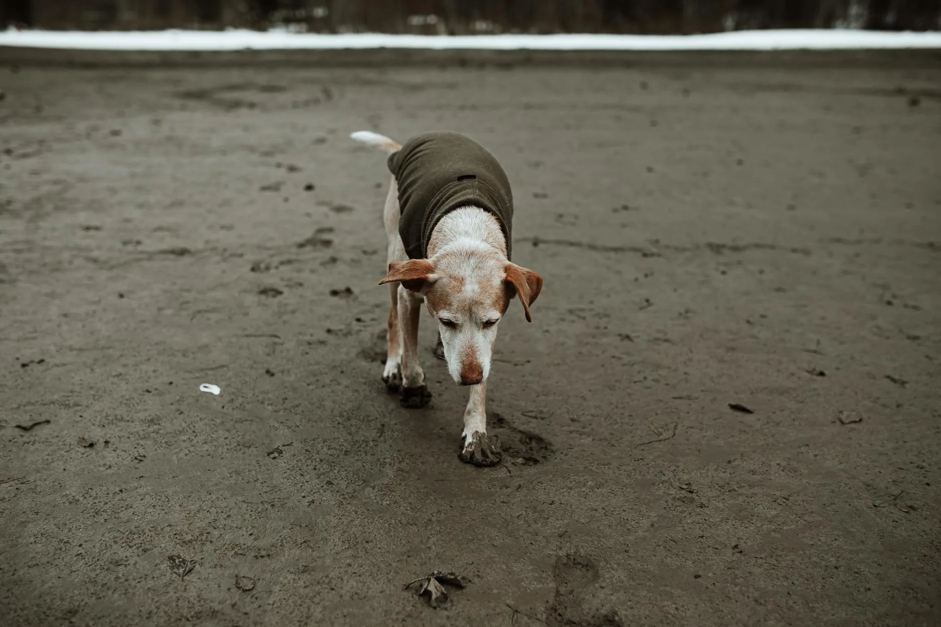 What Copper’s Slow Walks Taught Me About Hurry