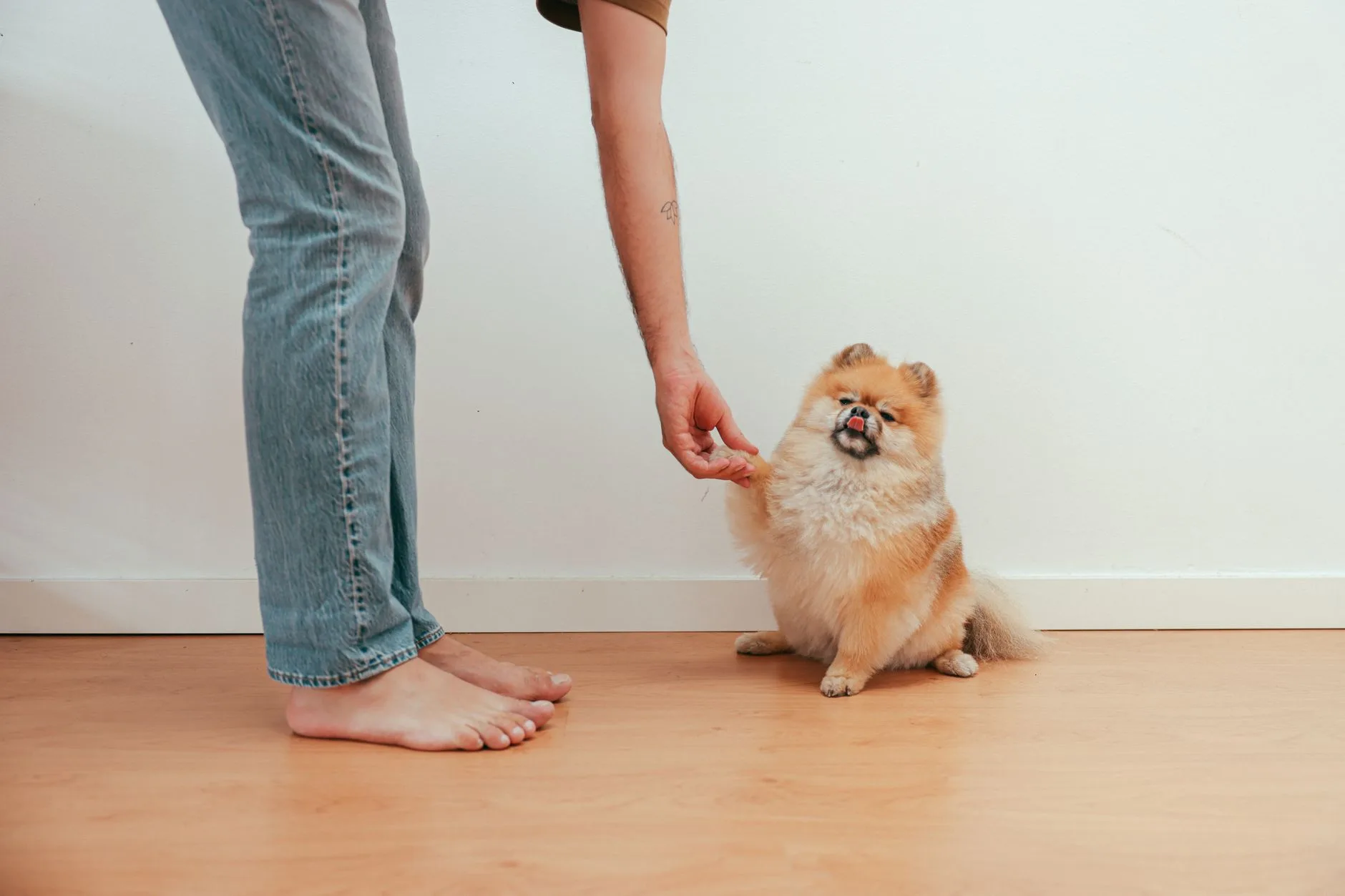 How to Trim Your Pet Nails Without Stress