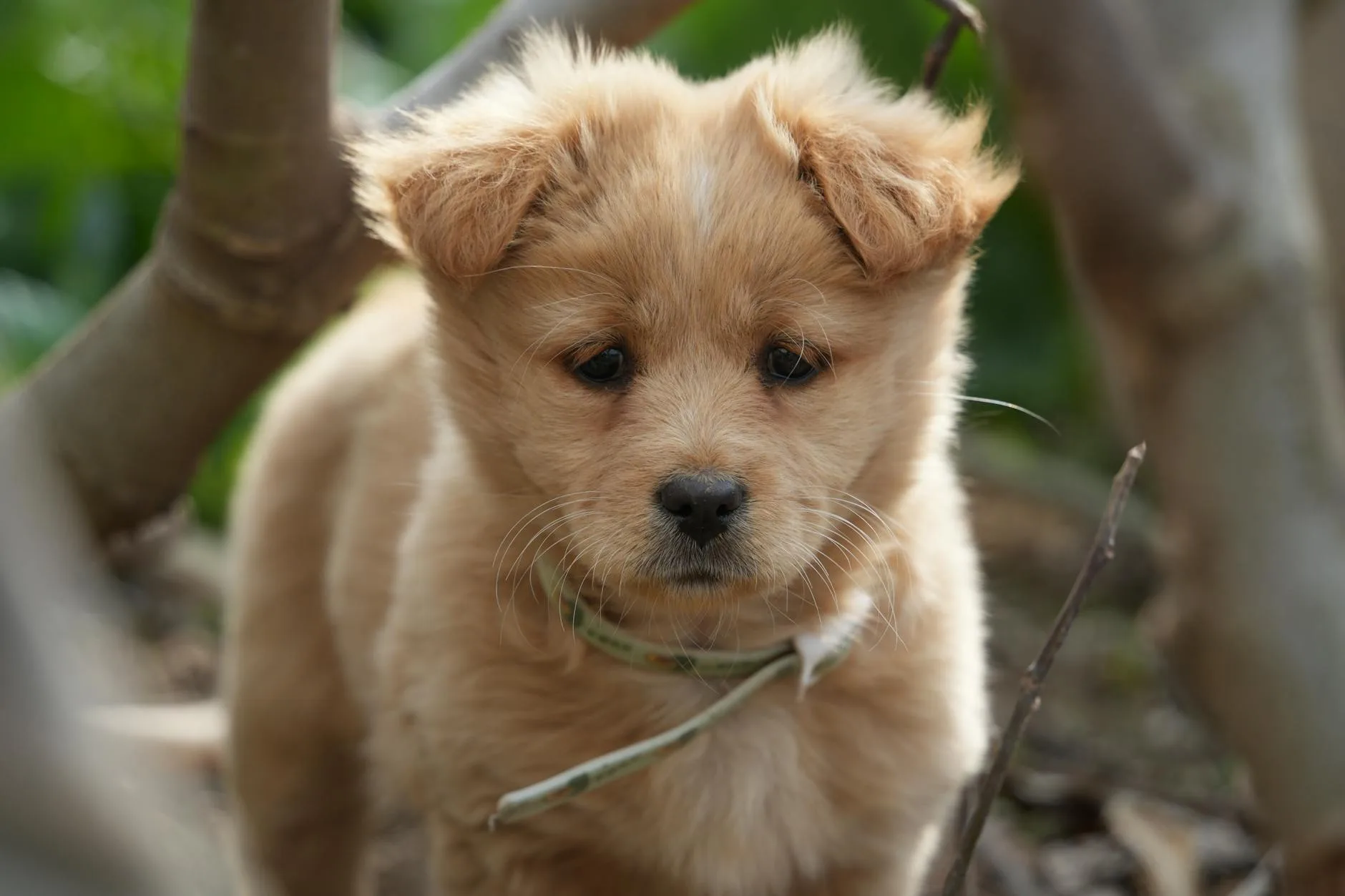 A Simple Puppy Socialization Plan