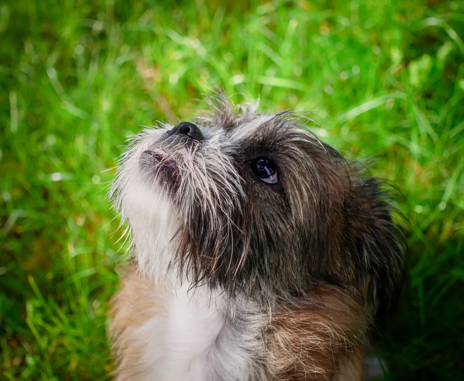 The Day the Puppy Learned Her Name and What It Meant