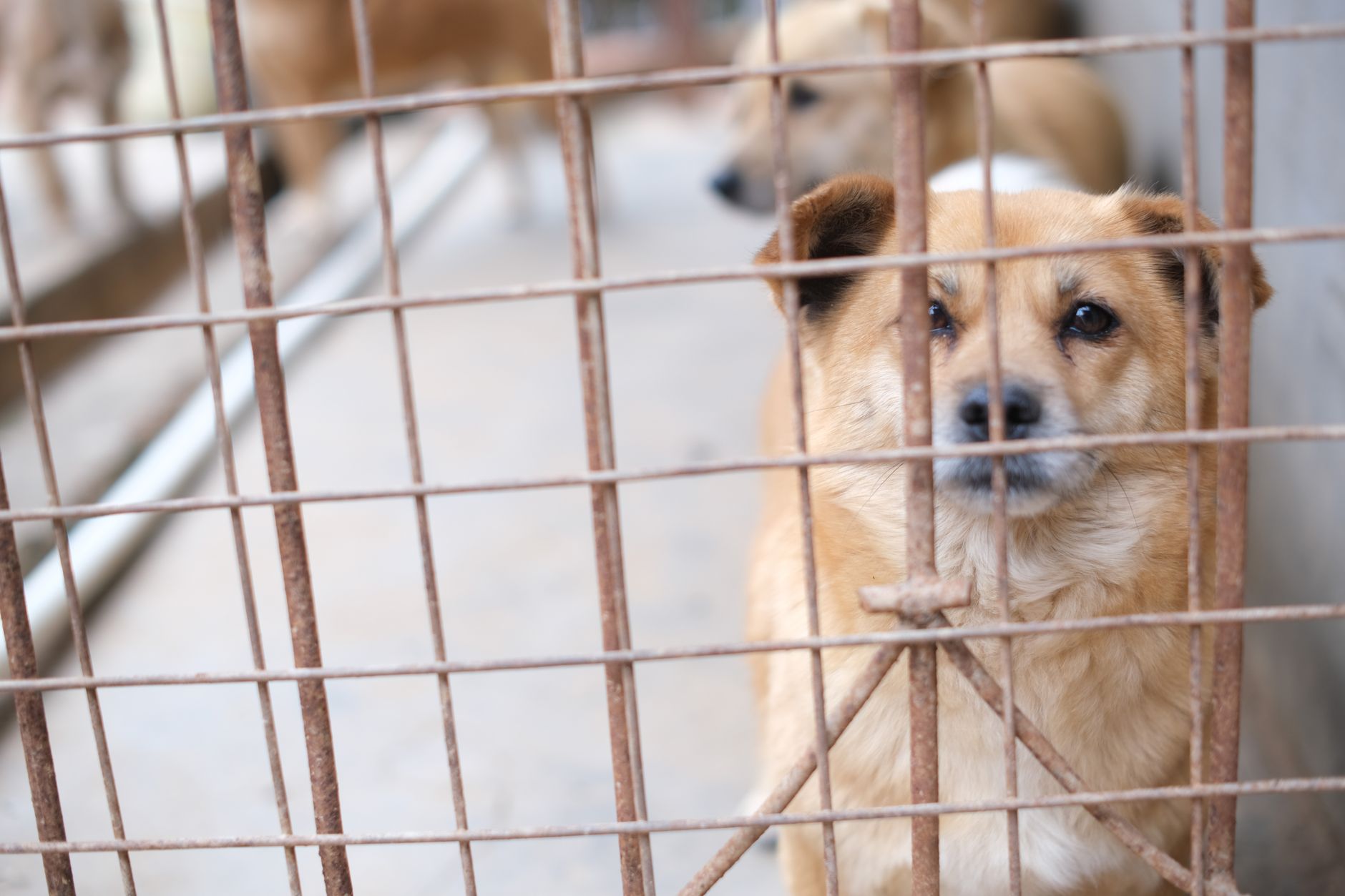 5 Rescue Dog Behaviors That Are Completely Normal
