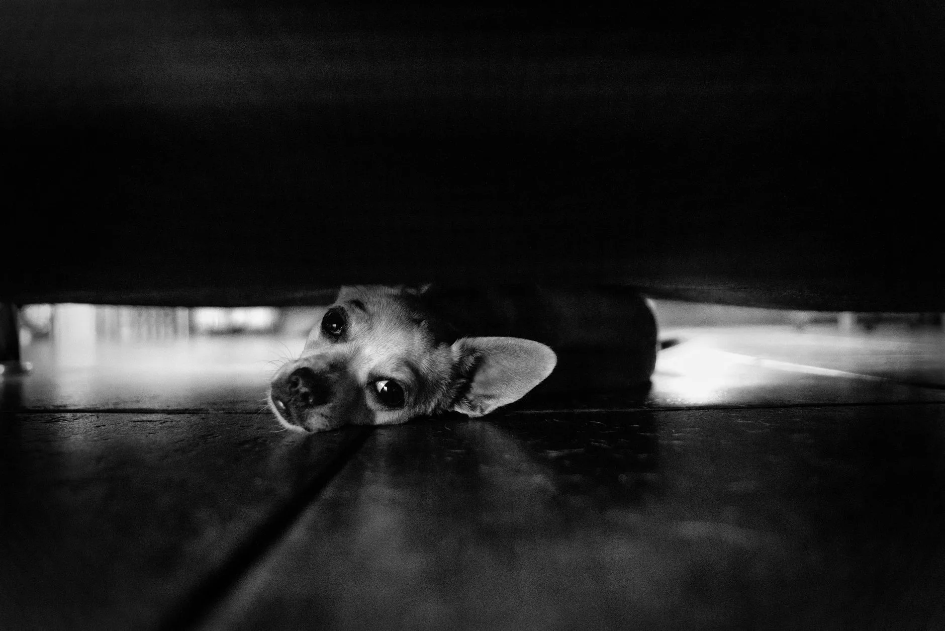 Helping a Scared Pet Through Fireworks