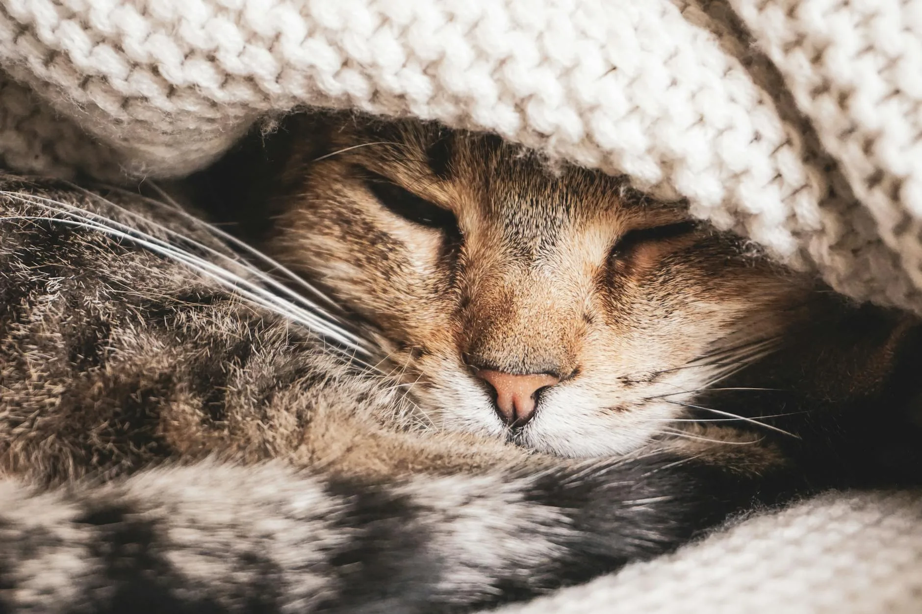 Caring for an Older Cat