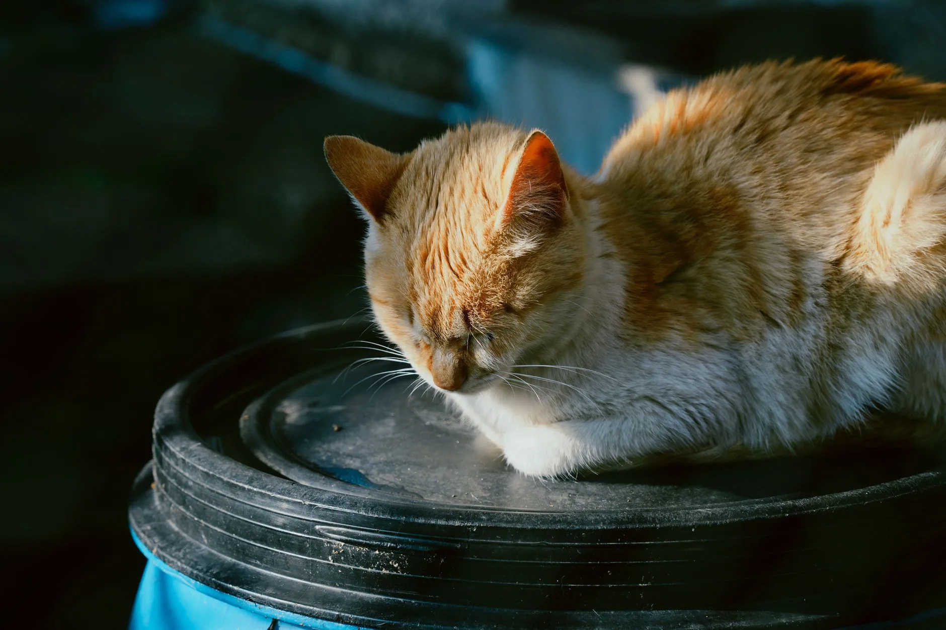 The Particular Dignity of a Very Old Cat