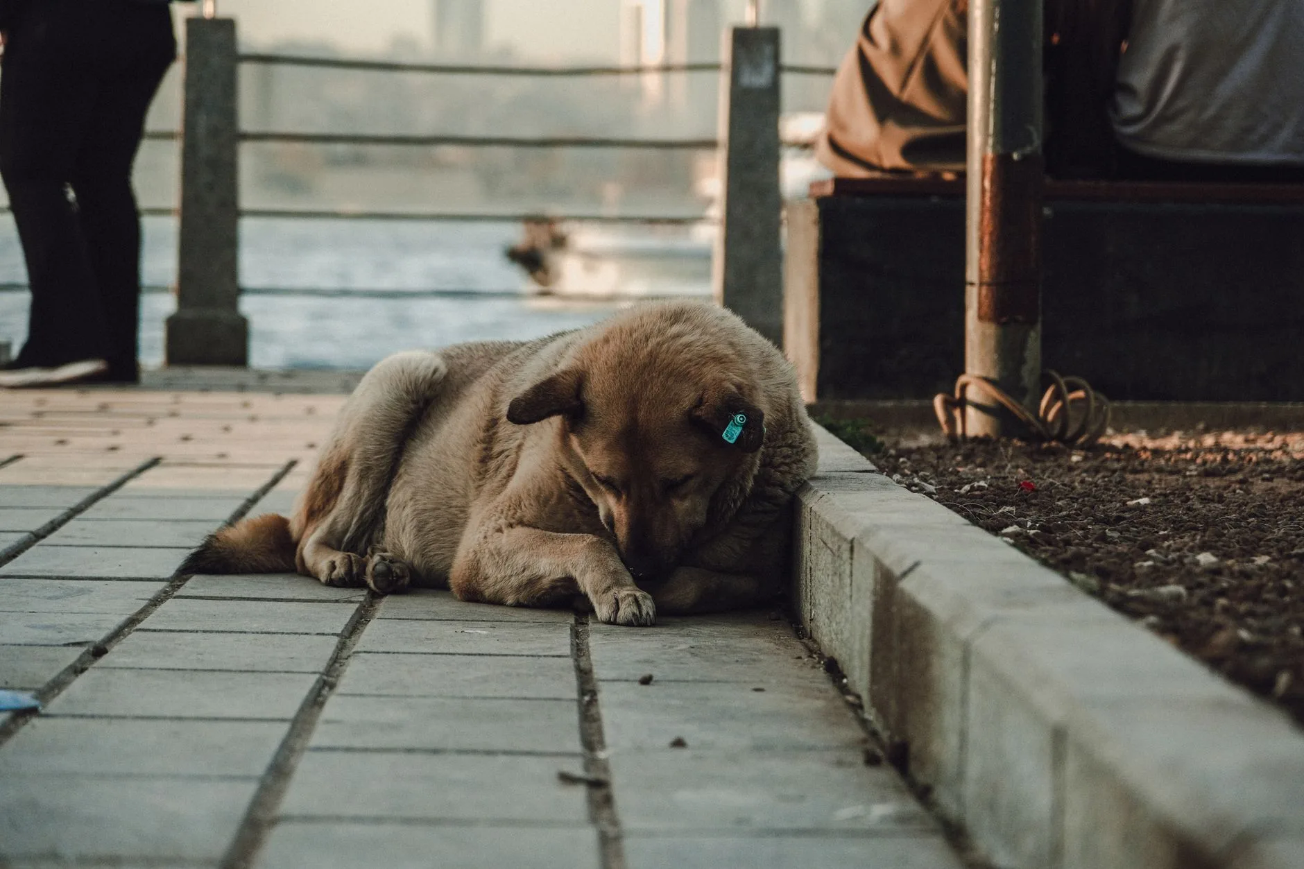 Caring for a Senior Dog