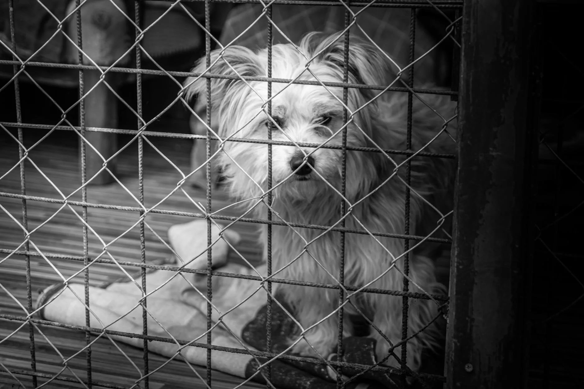 The Moment at the Shelter When You Both Just Know