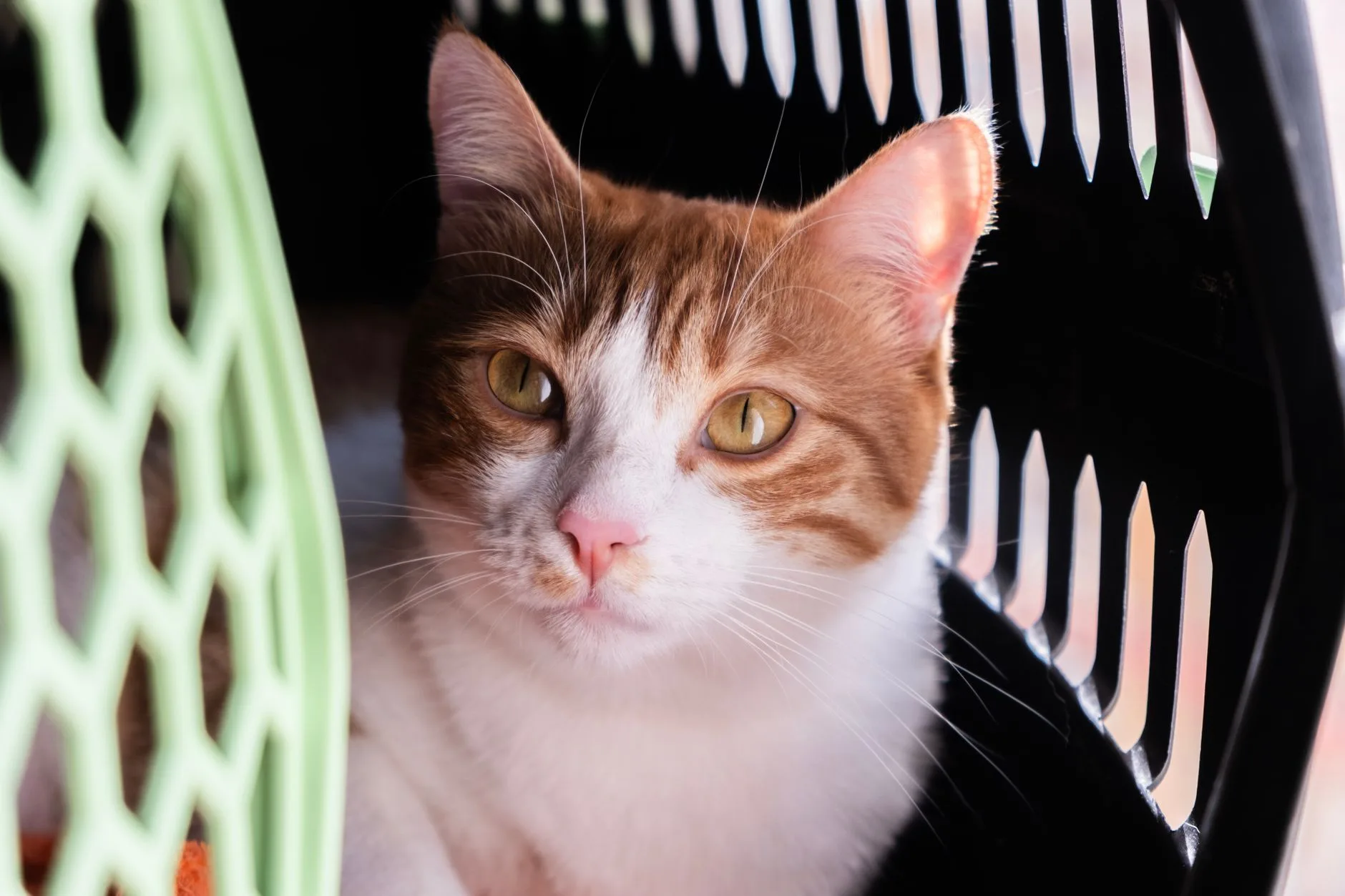The Nervous Hope of Welcoming a Second Pet