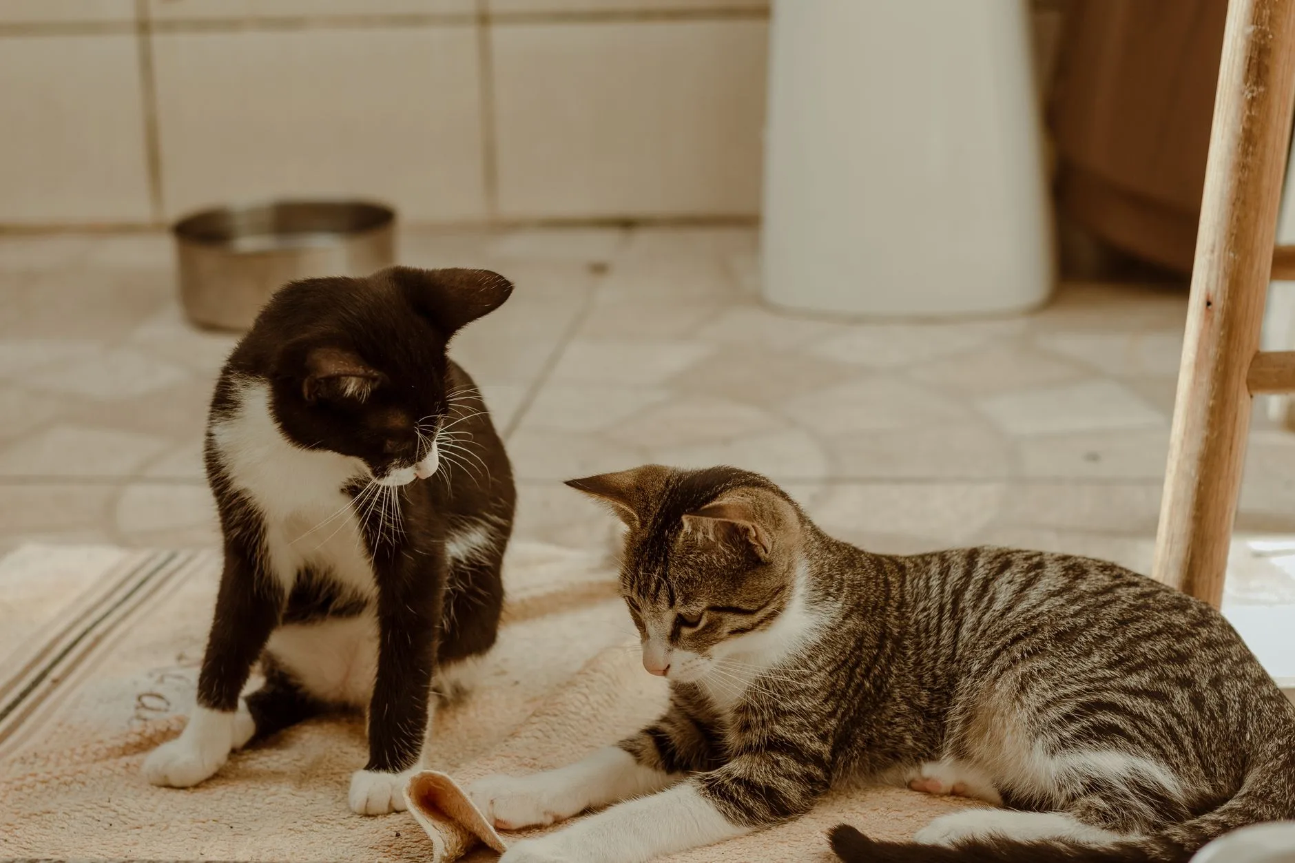 Introducing Two Cats Without the Drama