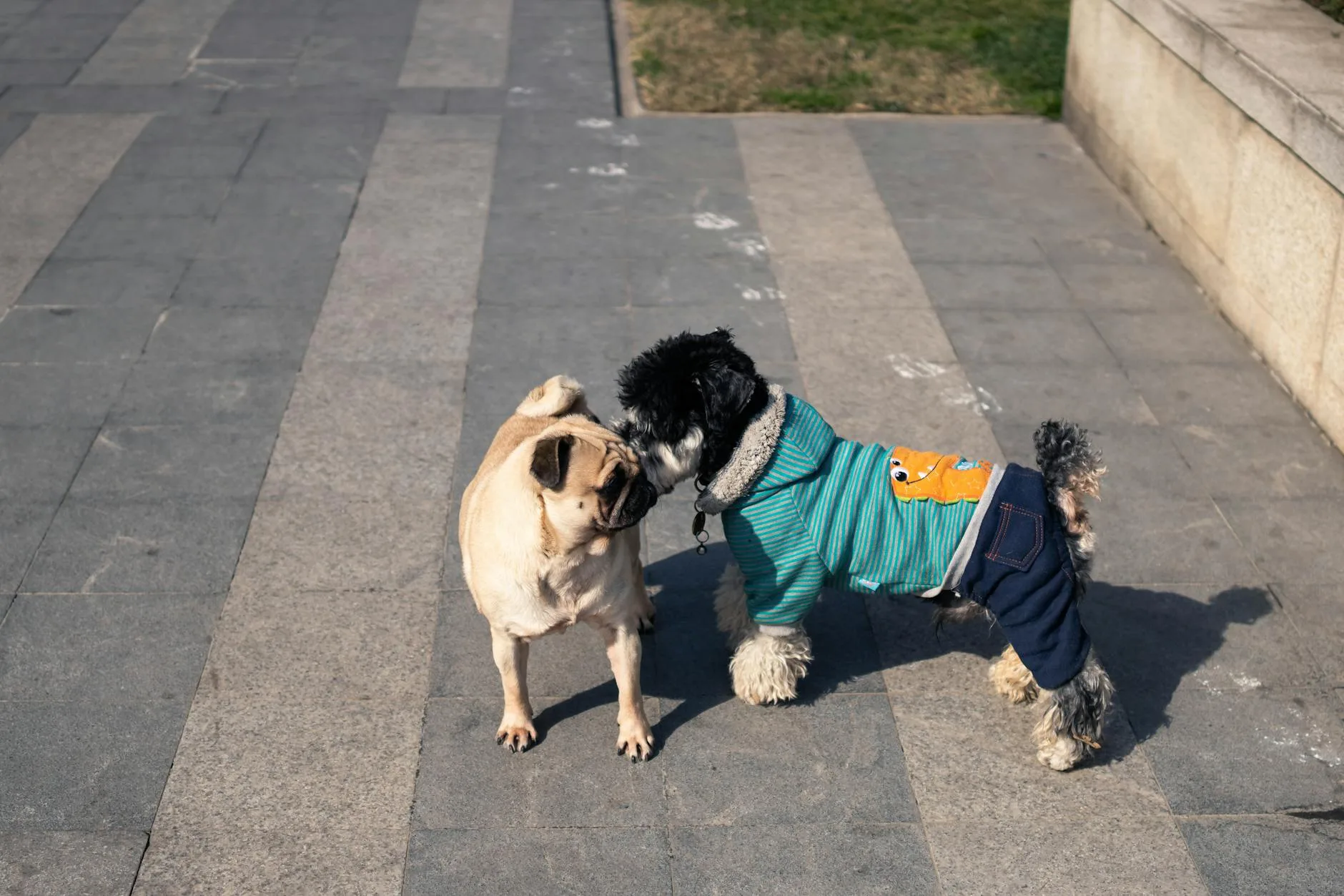 How to Introduce Two Dogs the Right Way