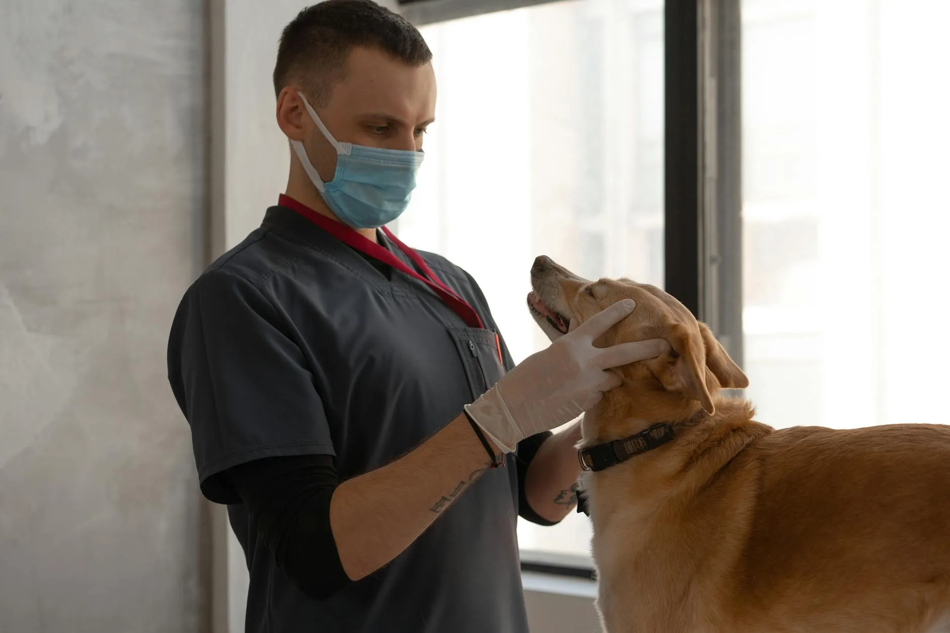 How to Choose a Vet You Trust