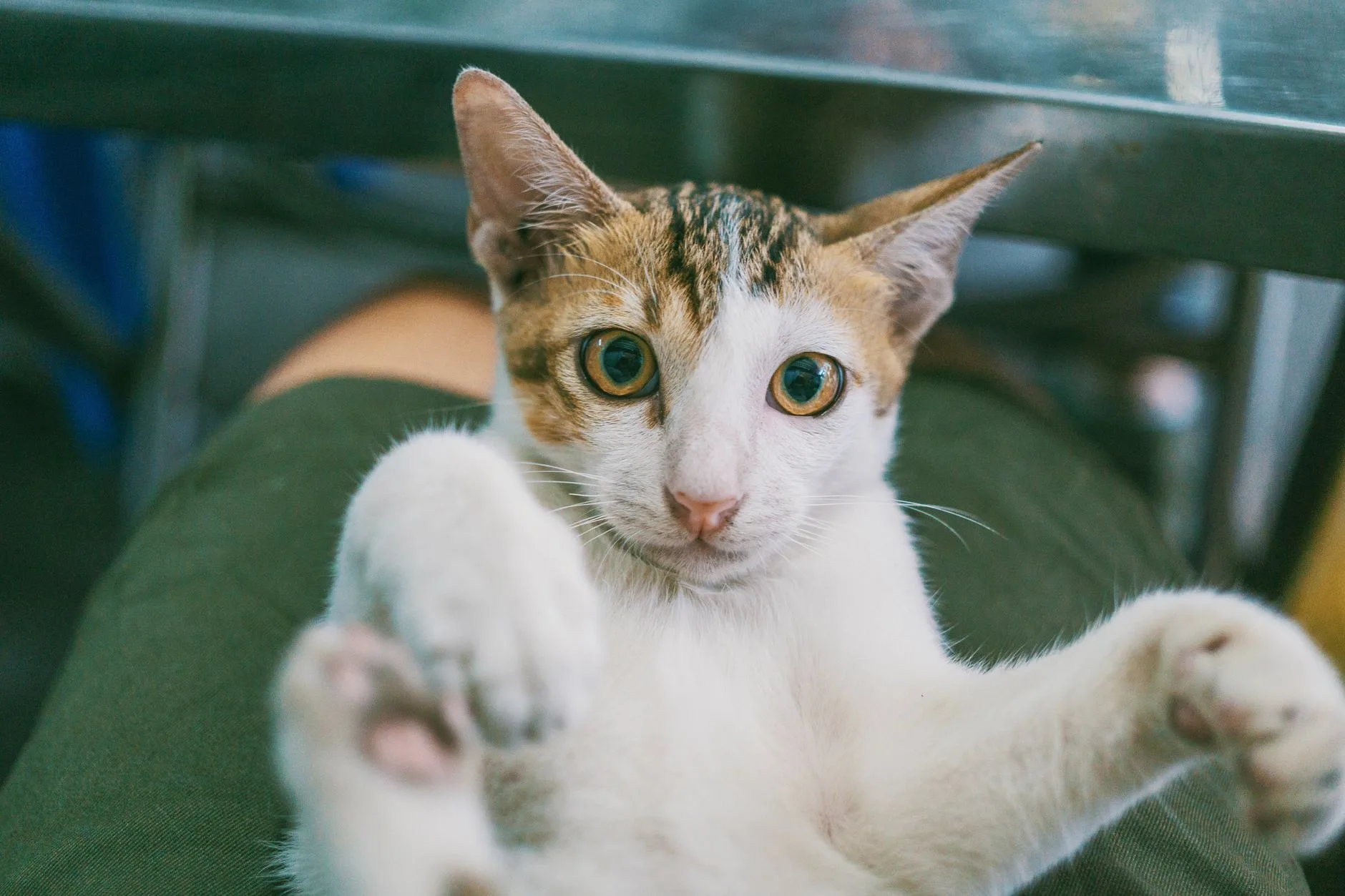 The Way a Cat Quietly Chooses One Person to Love