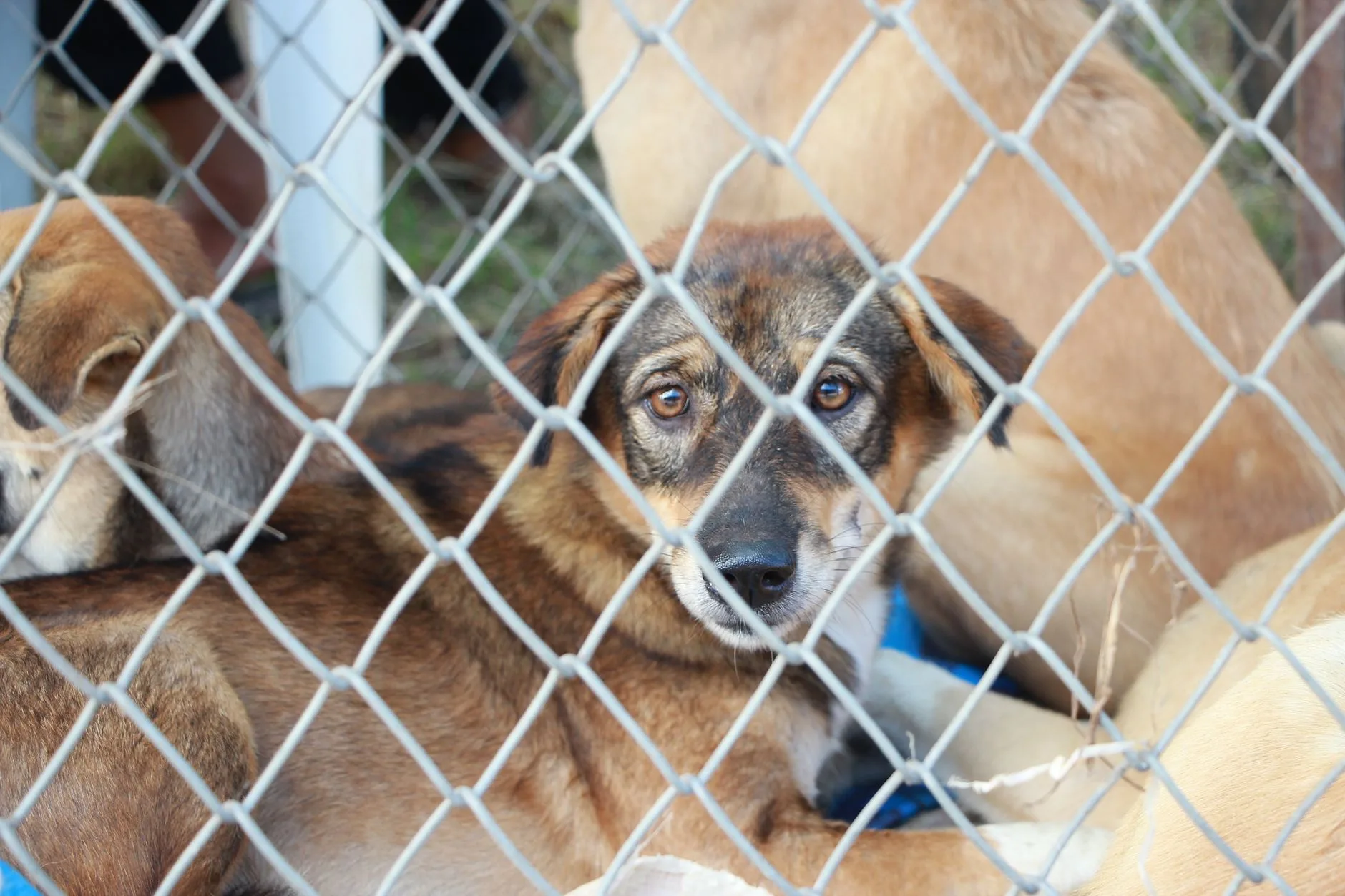 The Moment at the Shelter When You Both Just Know