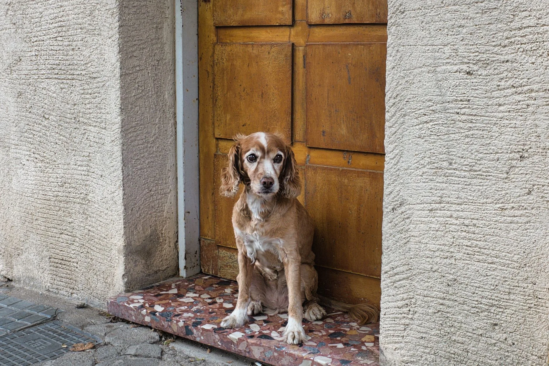 The Comfort Dogs Find in Routine and What It Gives Us Back