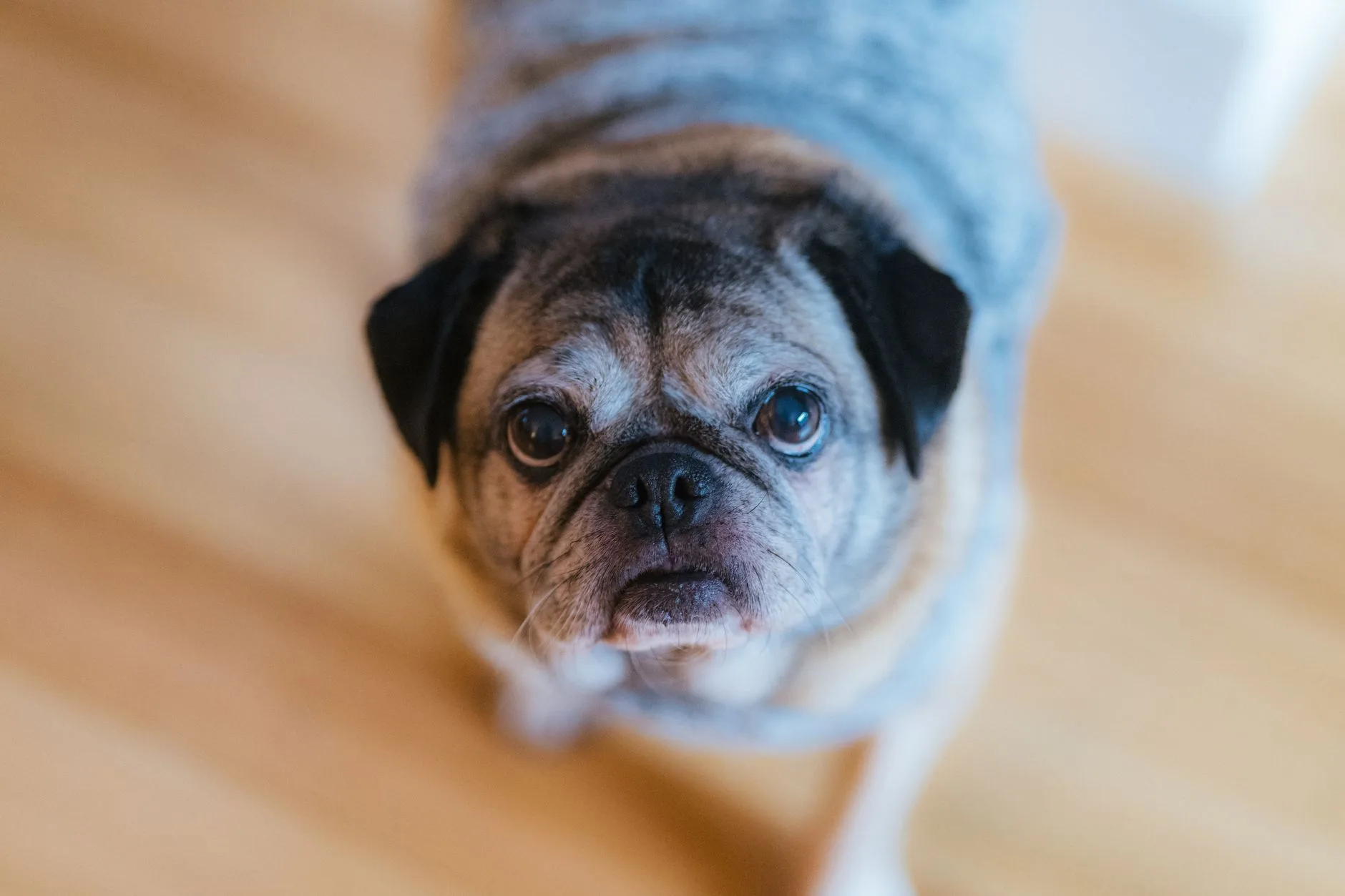What a Senior Dog Teaches You About Patience and Slowing Down