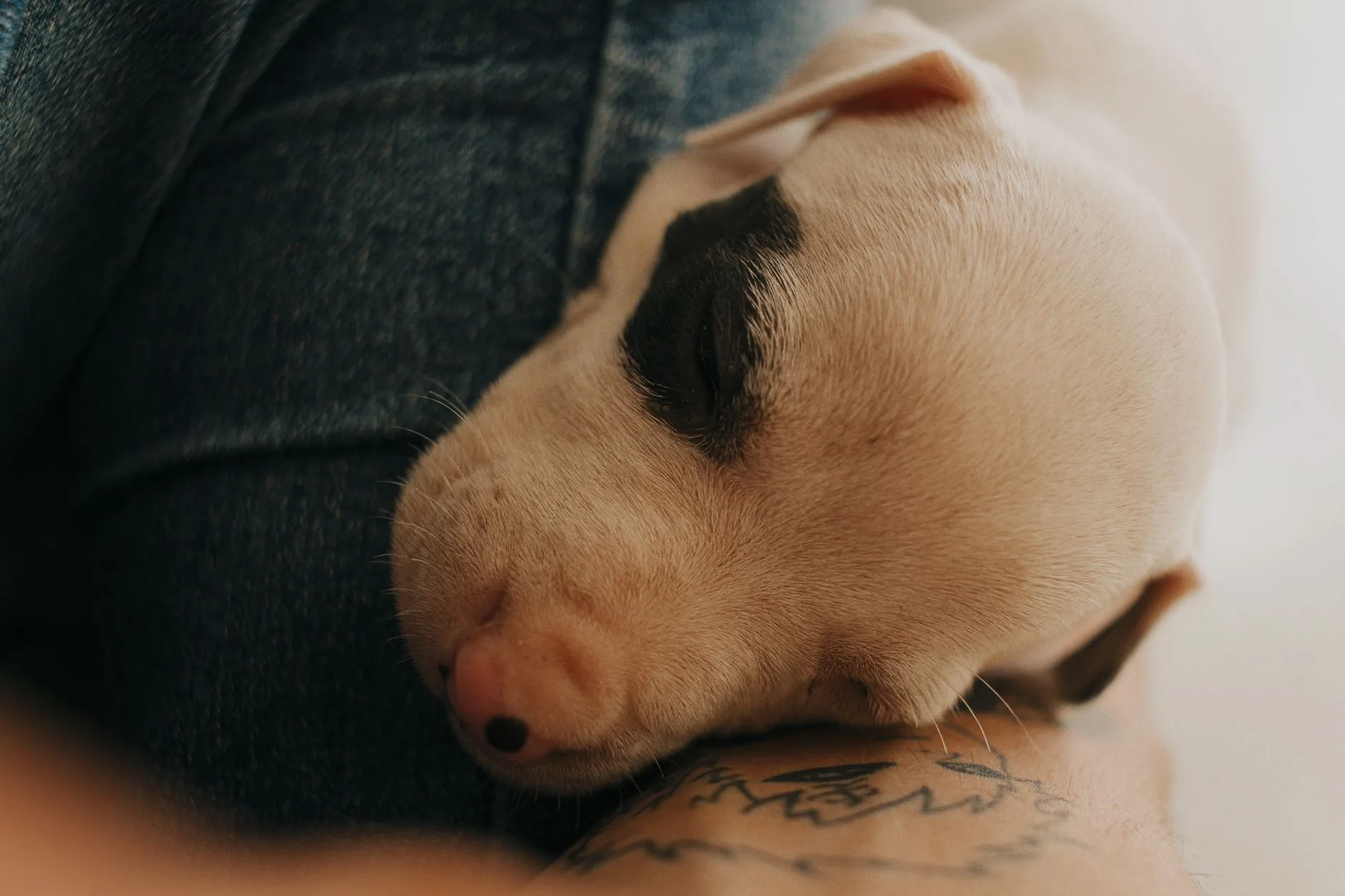 The Funny Meaningful Ritual of Naming a New Pet