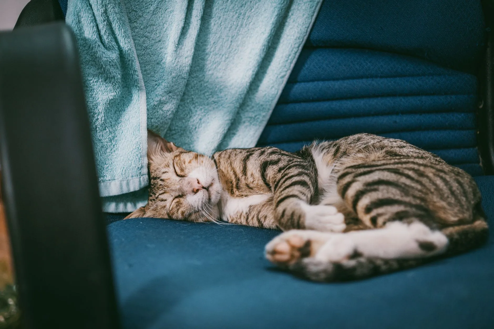 The Quiet Company of a Cat Asleep in the Room
